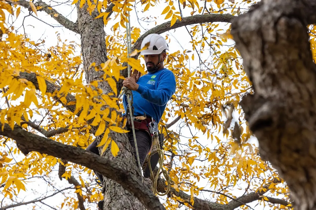 Skilled Tree Trimming crew working in Lowville