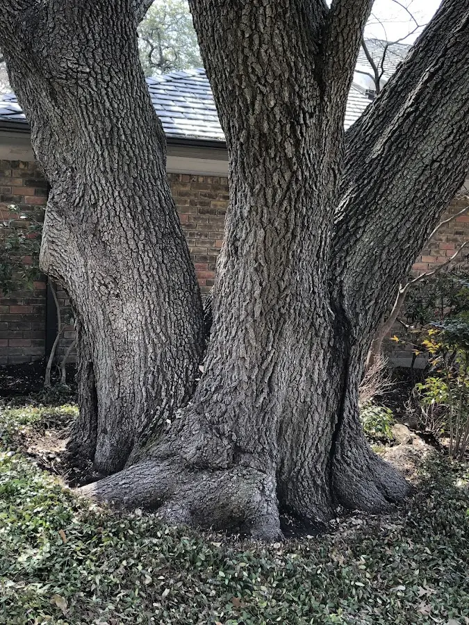 Mature heritage tree close to a Lowville property cared for by certified arborists